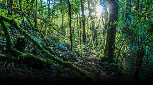 Why we are doing this. (greenation.eco)